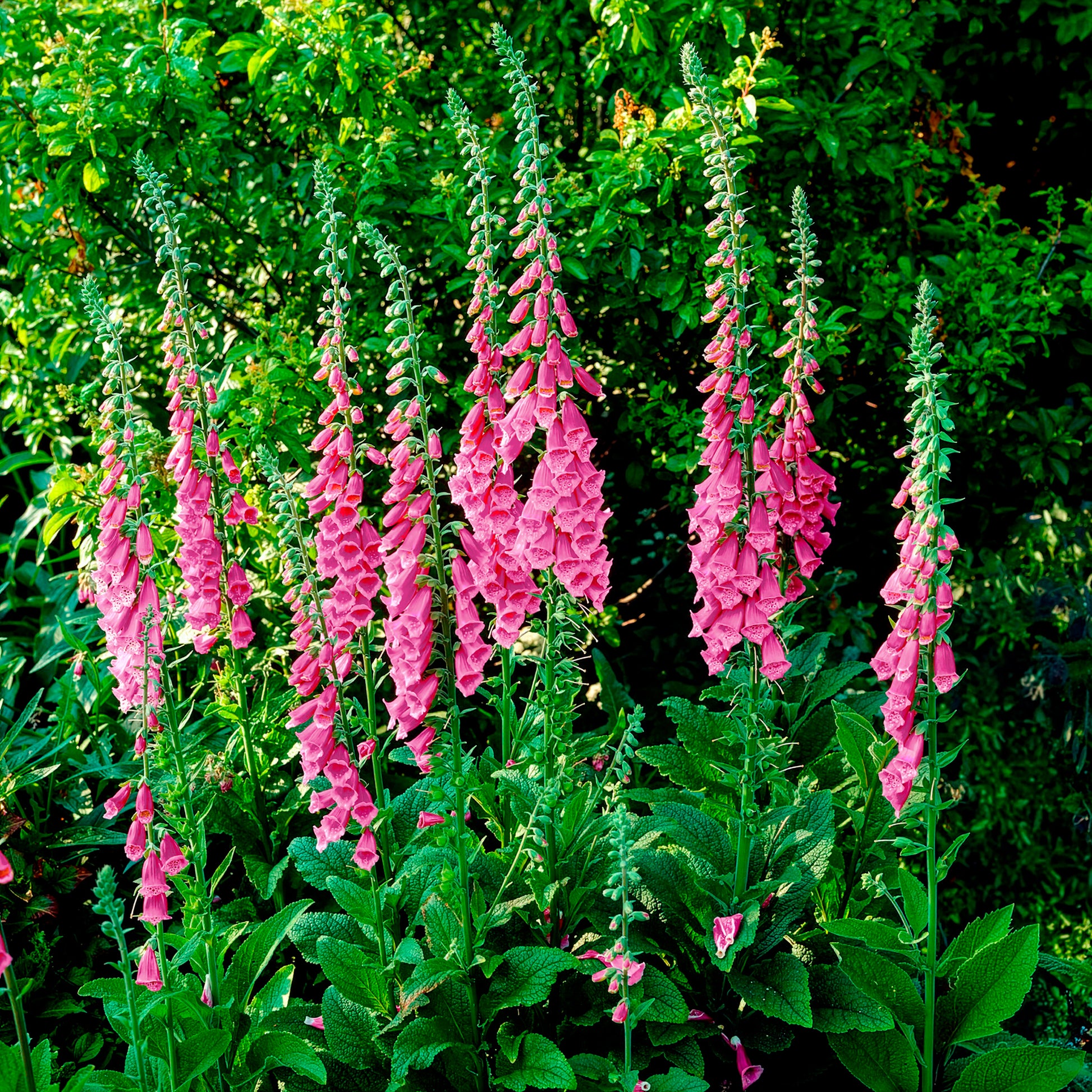 Verkoop Vingerhoedskruid - Digitalis purpurea