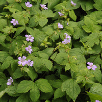 Nodosum Ooievaarsbek - Geranium nodosum - Bakker
