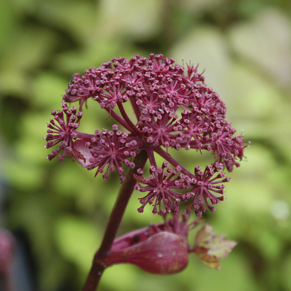 Engelwortel - Angelica gigas - Bakker