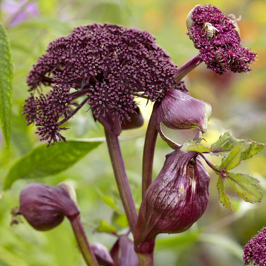 Engelwortel - Bakker