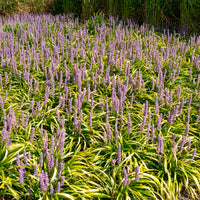 Liriope - Leliegras Gold Banded - Liriope muscari Gold Banded