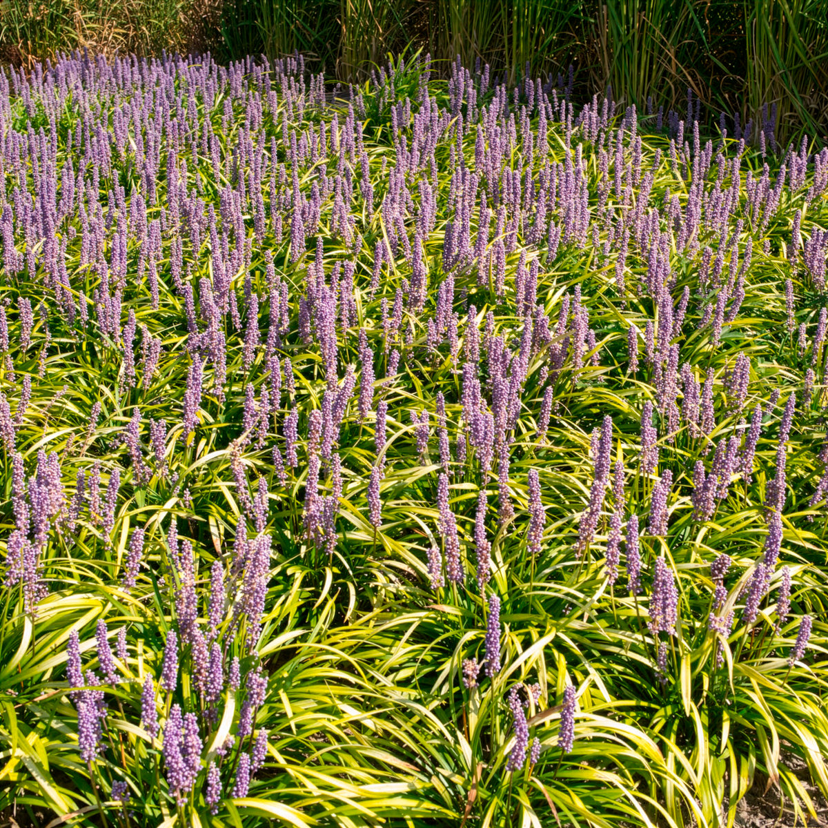 Liriope - Leliegras Gold Banded - Liriope muscari Gold Banded