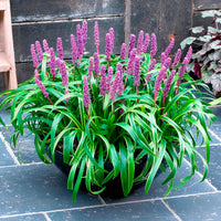 Liriope muscari Gold Banded - Leliegras Gold Banded - Liriope