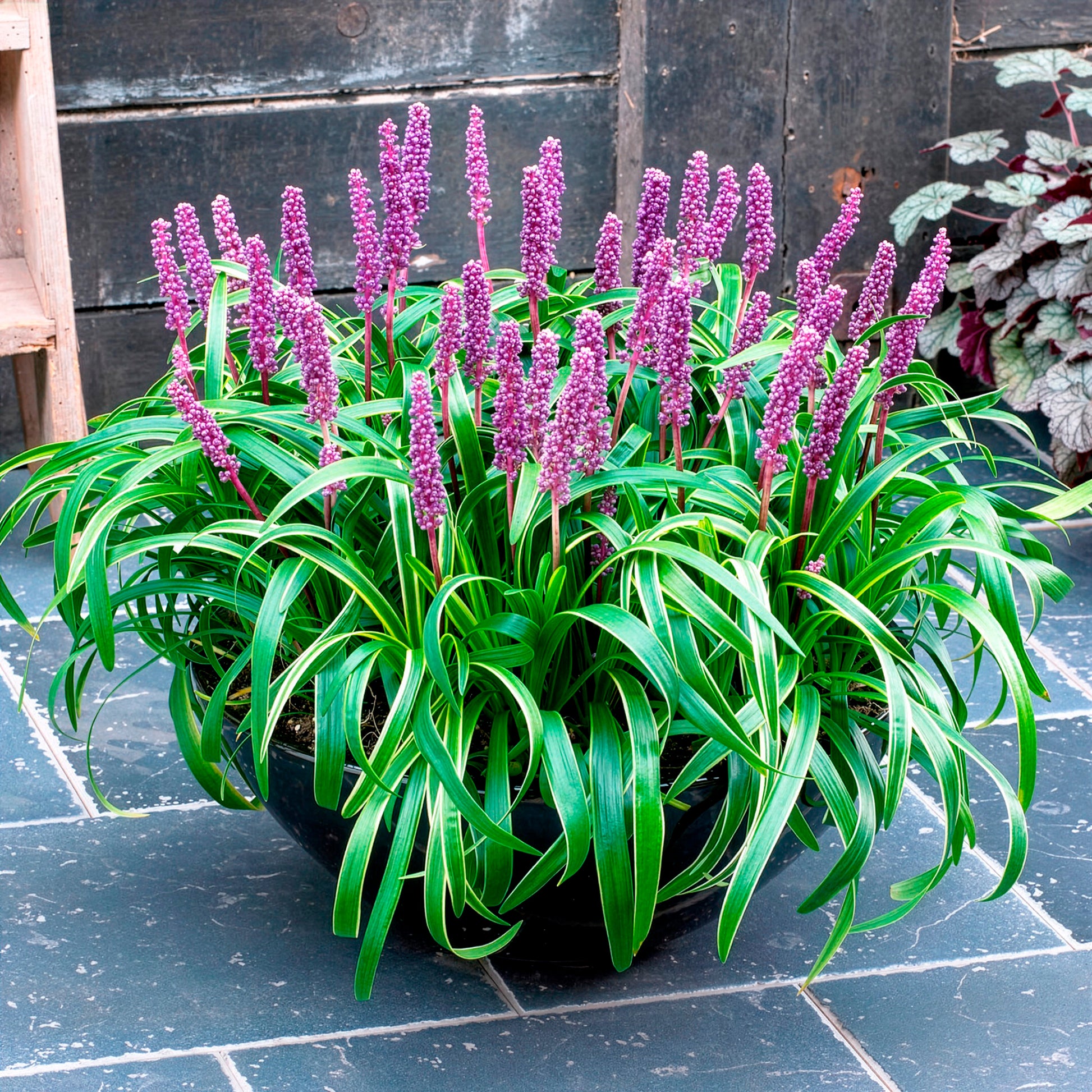 Liriope muscari Gold Banded - Leliegras Gold Banded - Liriope
