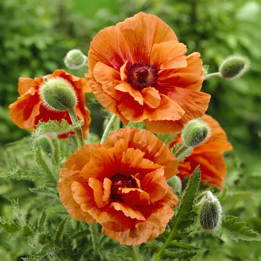 Oosterse klaproos 'Harvest Moon' - Bakker