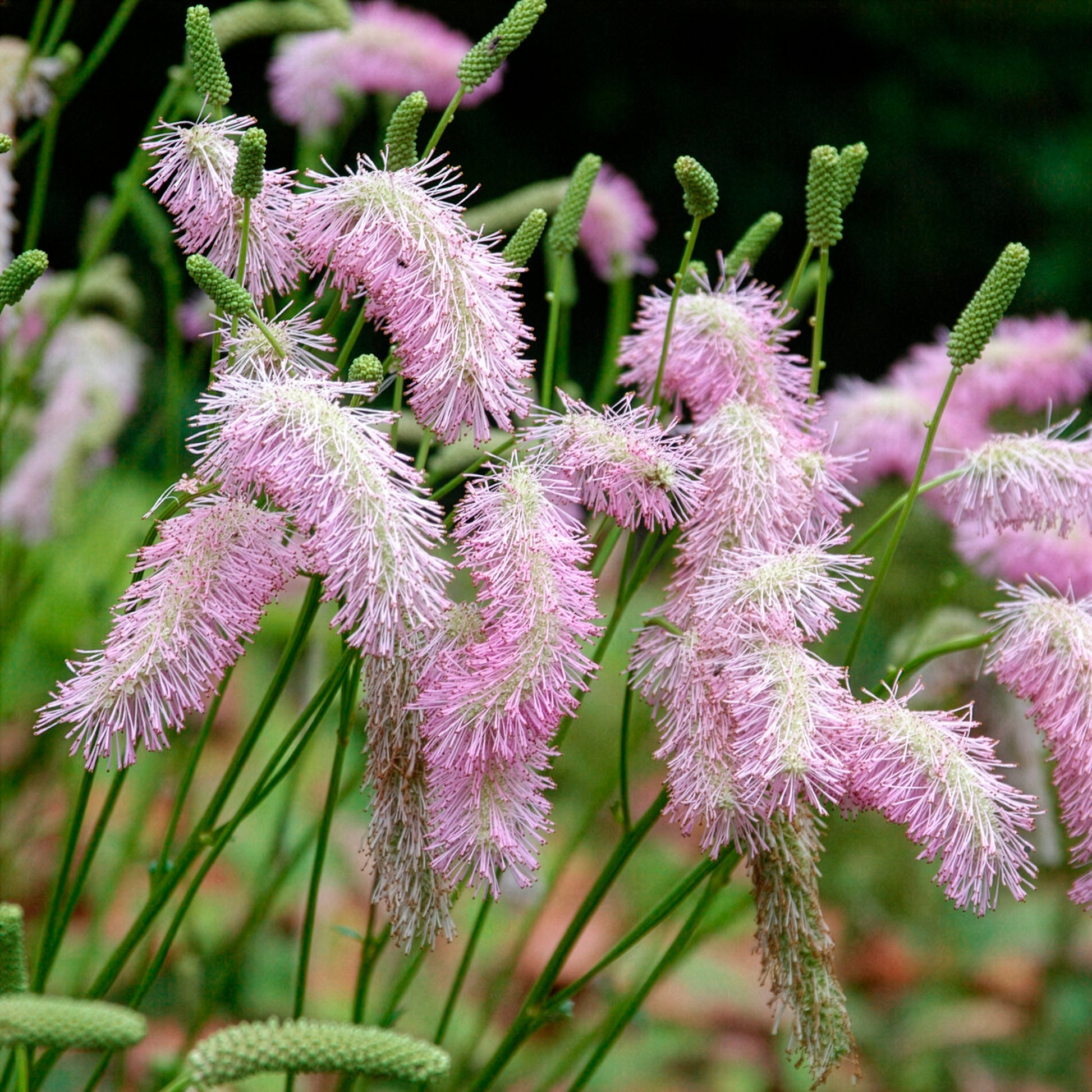 Pimpernel Pink Brushes - Sanguisorba Pink Brushes - Bakker