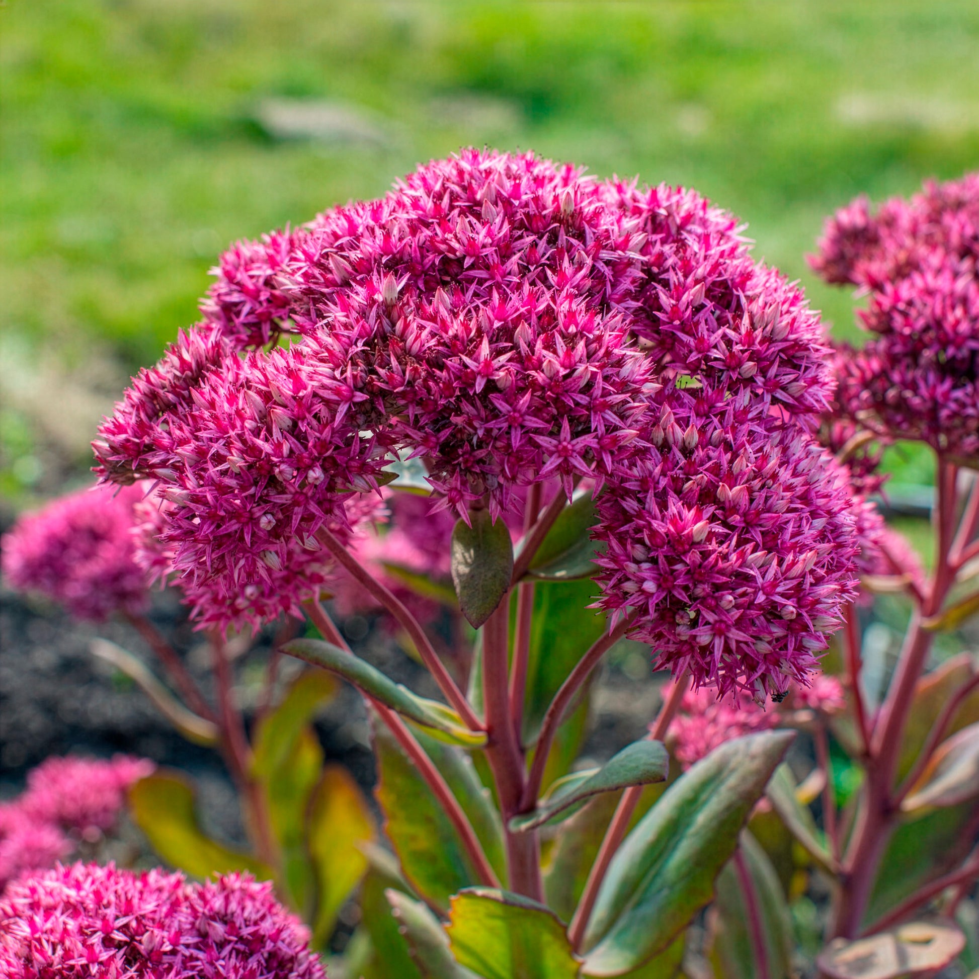 Sedum - Vetkruid - Vetkruid Mr Goodbud - Sedum Mr Goodbud