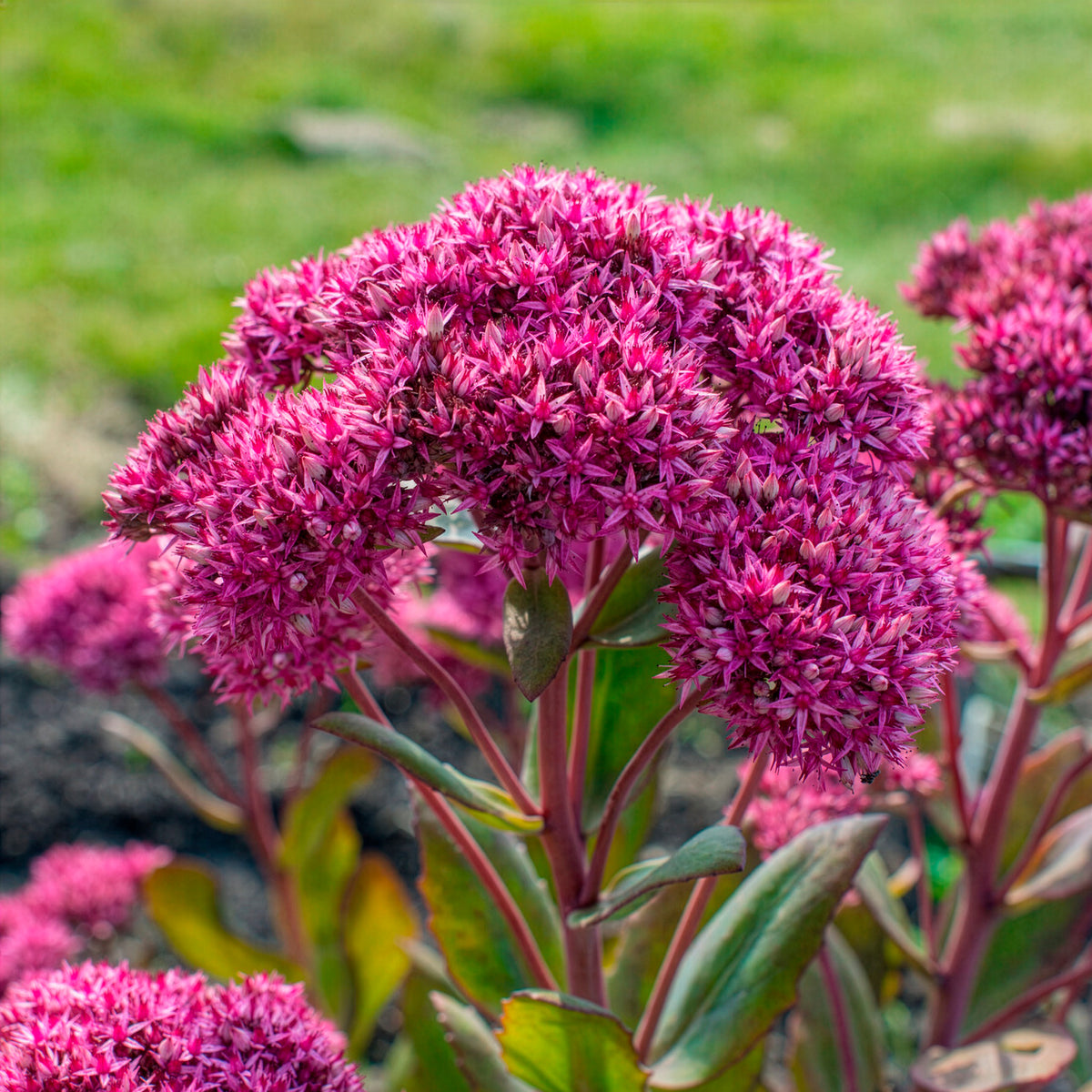 Sedum - Vetkruid - Vetkruid Mr Goodbud - Sedum Mr Goodbud
