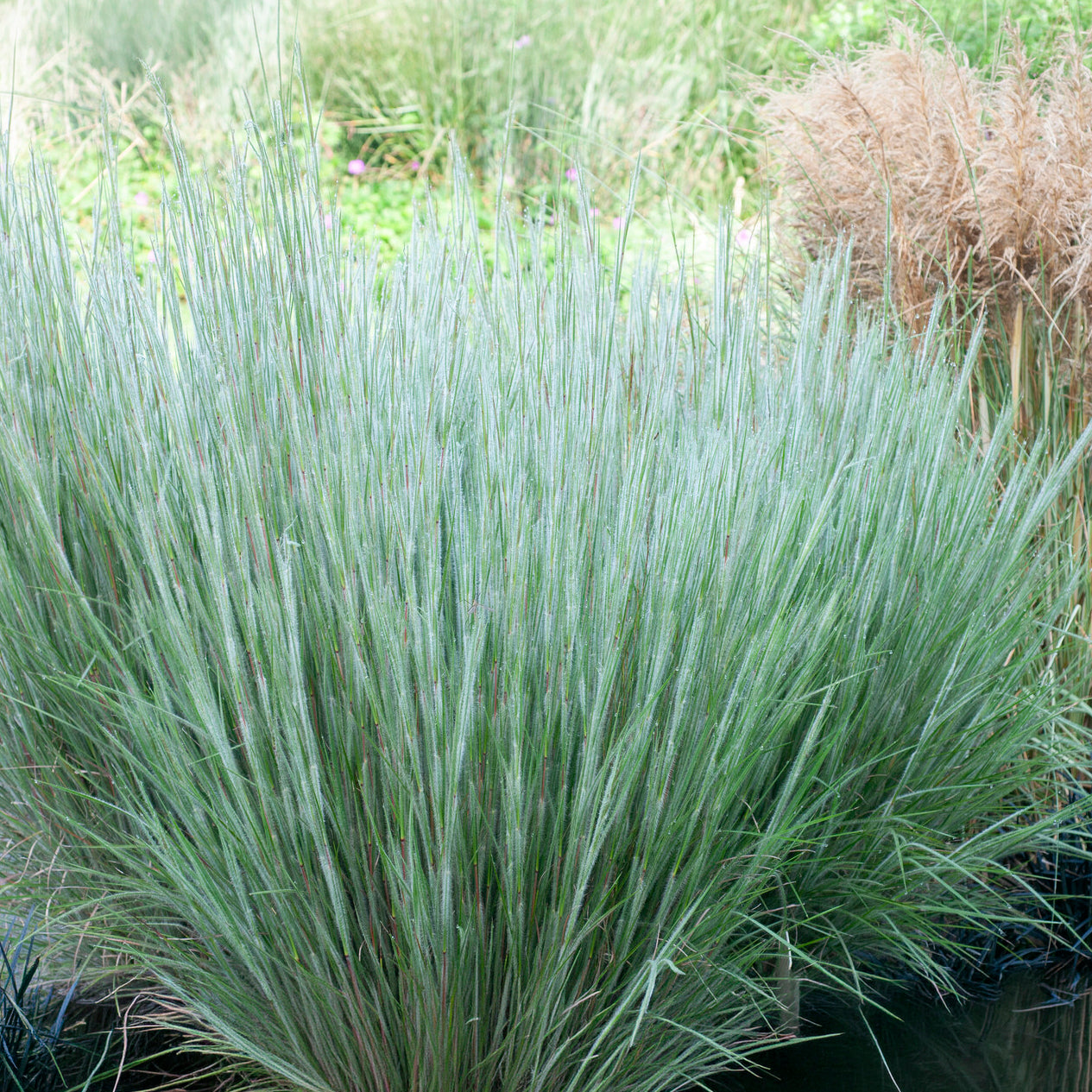 Schizachyrium scoparium Ha Ha Tonka - Klein prairiegras Ha Ha Tonka - Schizachyrium