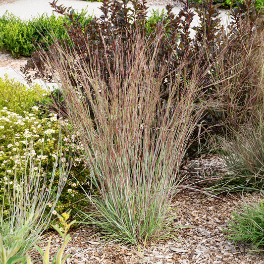 Klein prairiegras Standing Ovation - Bakker