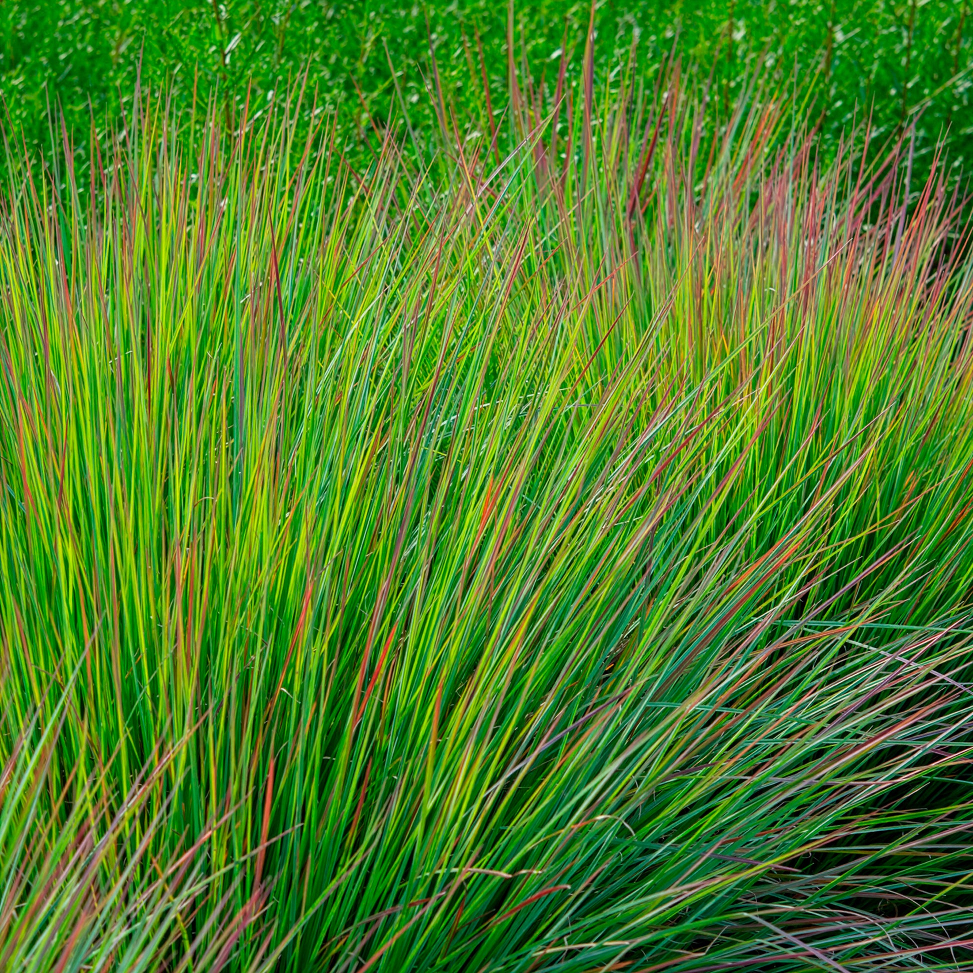 Schizachyrium - Klein prairiegras Standing Ovation - Schizachyrium scoparium Standing Ovation