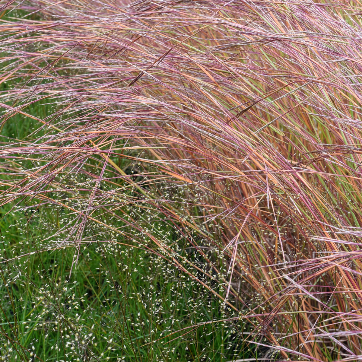 Schizachyrium scoparium Wildwest - Klein prairiegras Wildwest - Schizachyrium