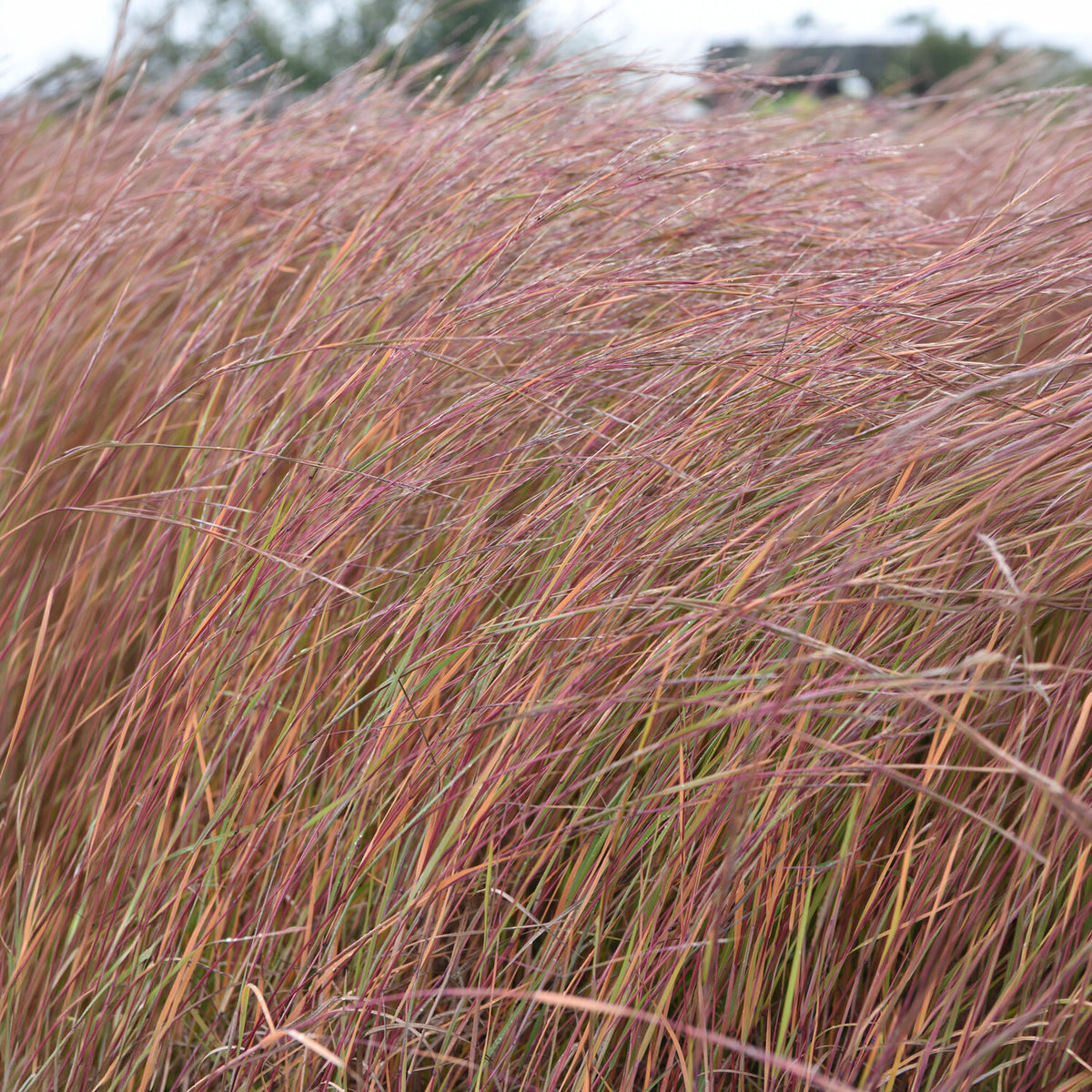 Klein prairiegras Wildwest - Bakker