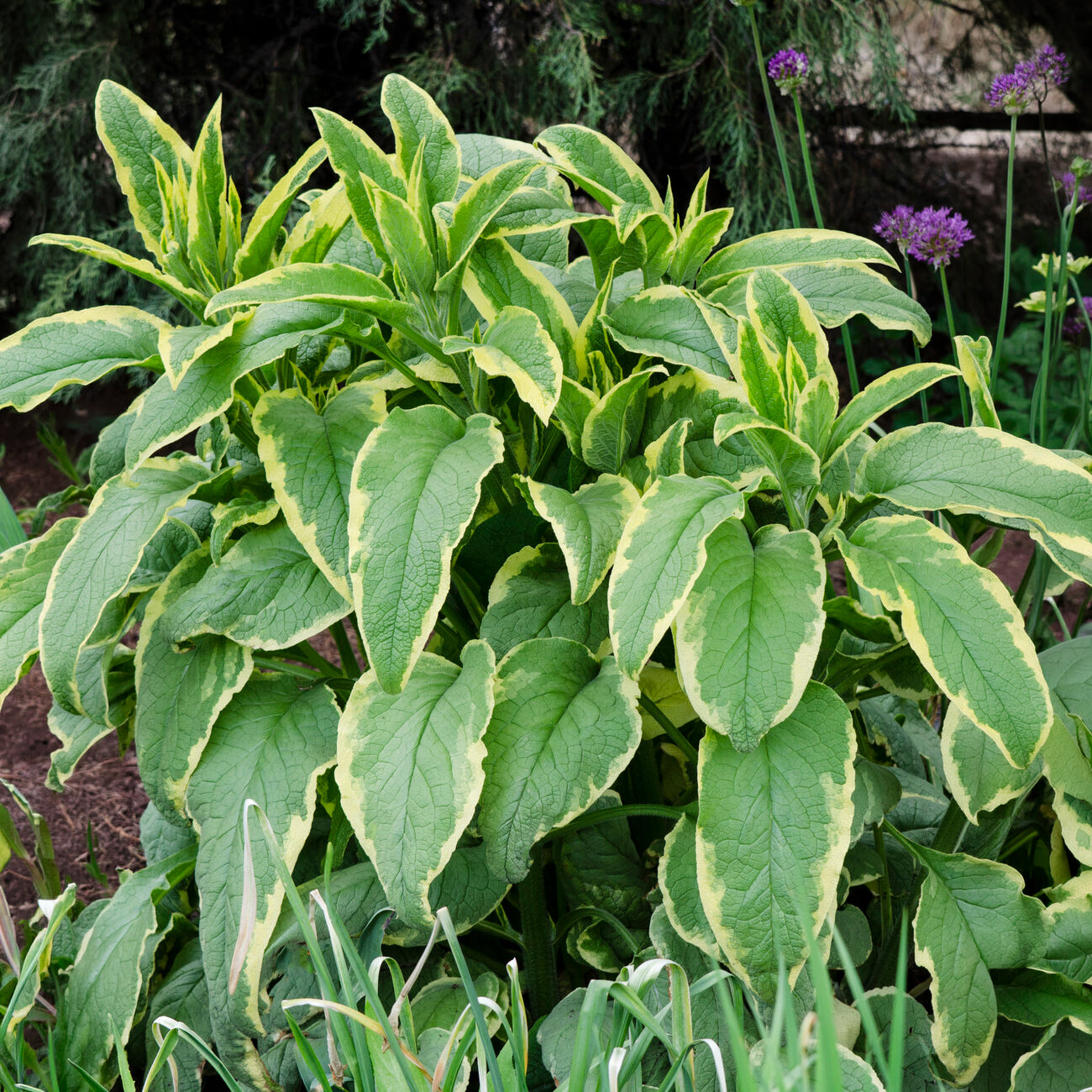 Smeerwortel Goldsmith - Symphytum grandiflorum Goldsmith - Bakker