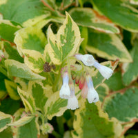 Symphytum grandiflorum Goldsmith - Smeerwortel Goldsmith - Smeerwortel