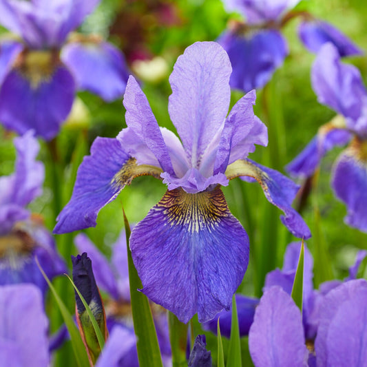 Siberische iris 'Happy Returns' - Bakker