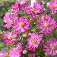 Herfstanemoon 'Prinz Heinrich' - Anemone hupehensis 'prinz heinrich' - Bakker