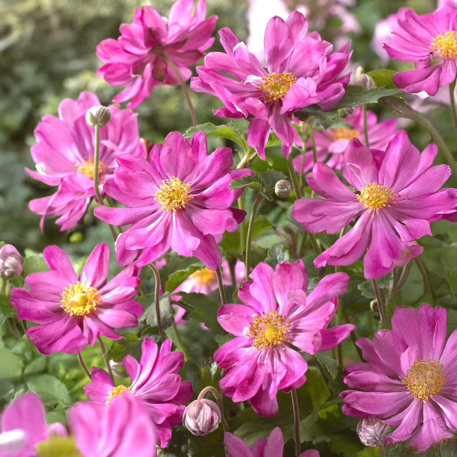 Herfstanemoon 'Prinz Heinrich' - Anemone hupehensis 'prinz heinrich' - Bakker
