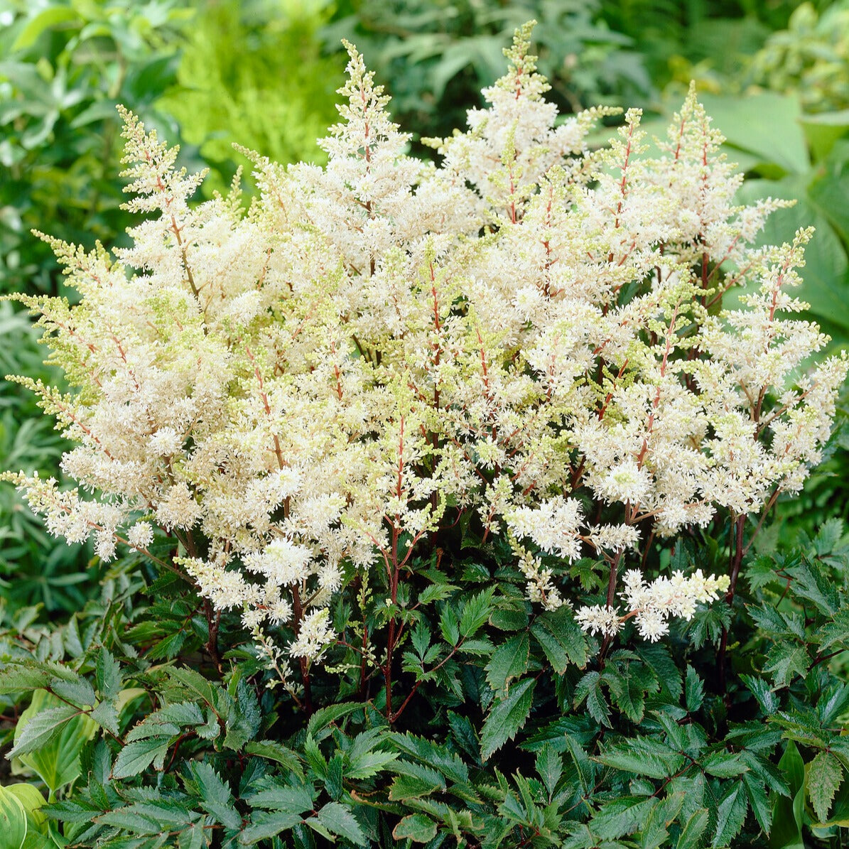 Pluimspirea 'Ellie' - Astilbe arendsii 'ellie' - Tuinplanten