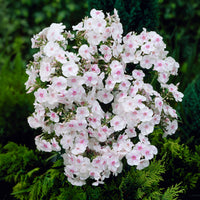 Vlambloem 'Miss Holland' - Phlox paniculata Miss Holland - Bakker