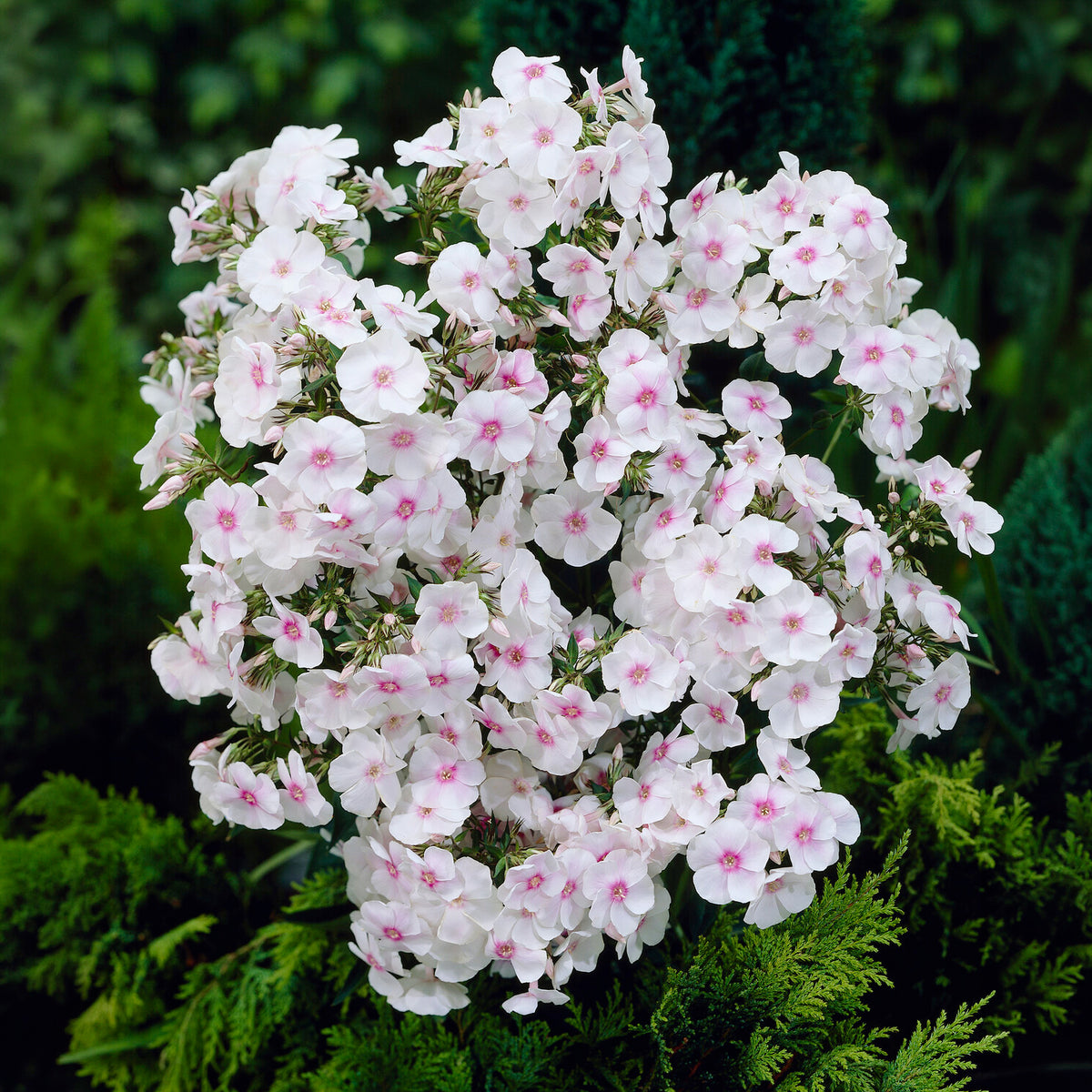 Vlambloem 'Miss Holland' - Phlox paniculata Miss Holland - Bakker