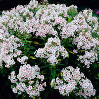 Vlambloem 'Miss Holland' - Bakker