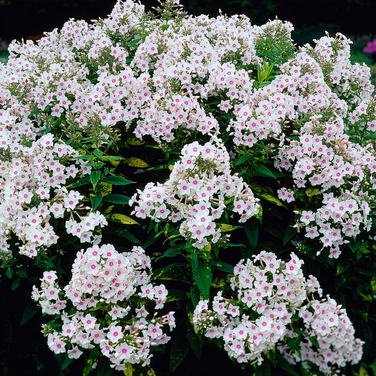 Vlambloem 'Miss Holland' - Bakker