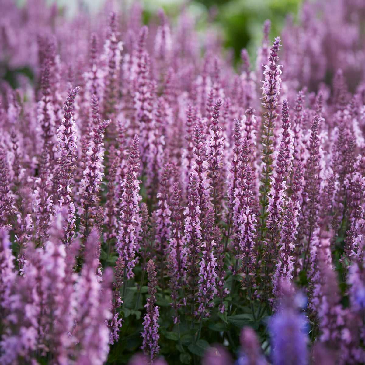 Bossalie 'Sensation Pink' - Salvia nemorosa sensation pink - Bakker