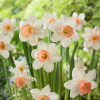 Narcissen Iwona (x5 - Bakker