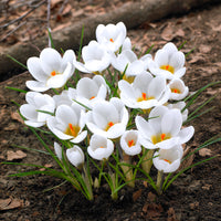 Crocussen Ard Schenk - Krokus - Bakker