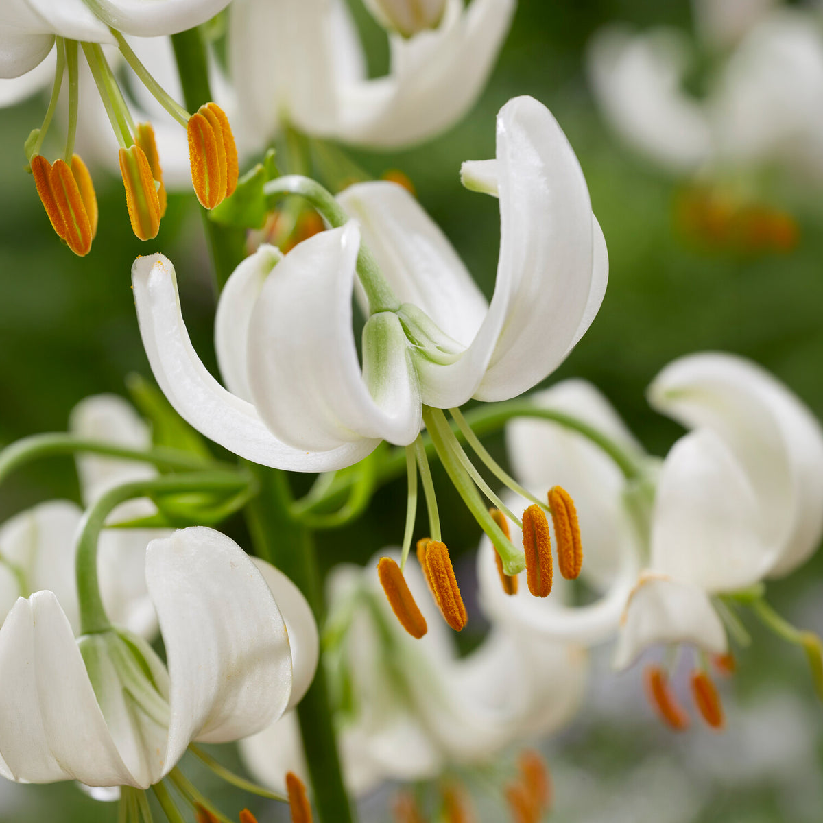 Turkse lelie Snowy Morning - Lilium Snowy Morning - Bakker