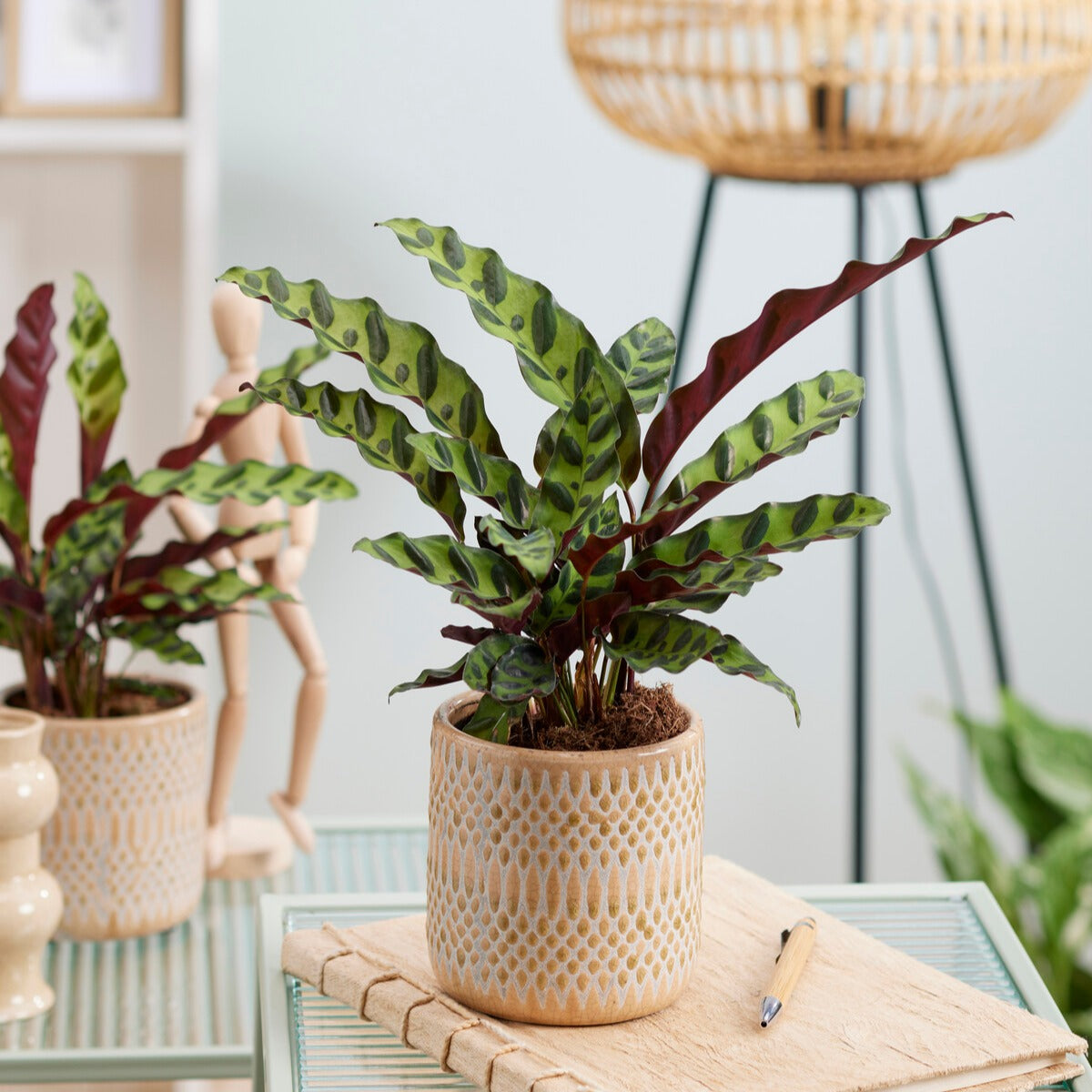 Calathea insignis - Calathea Insignis - Kamerplantencombinaties