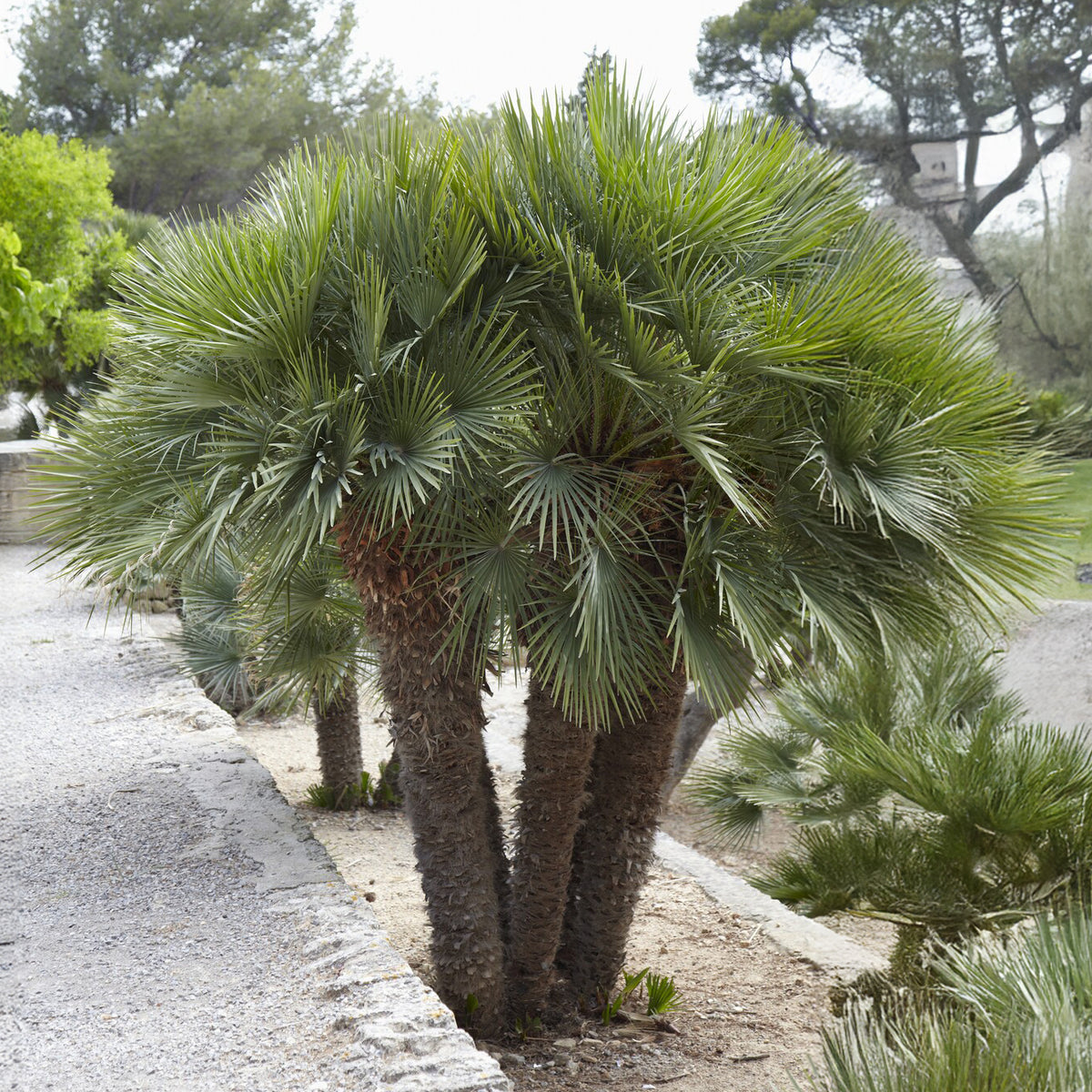 Dwergpalm Vulcano - Chamaerops humilis Vulcano  - Bakker