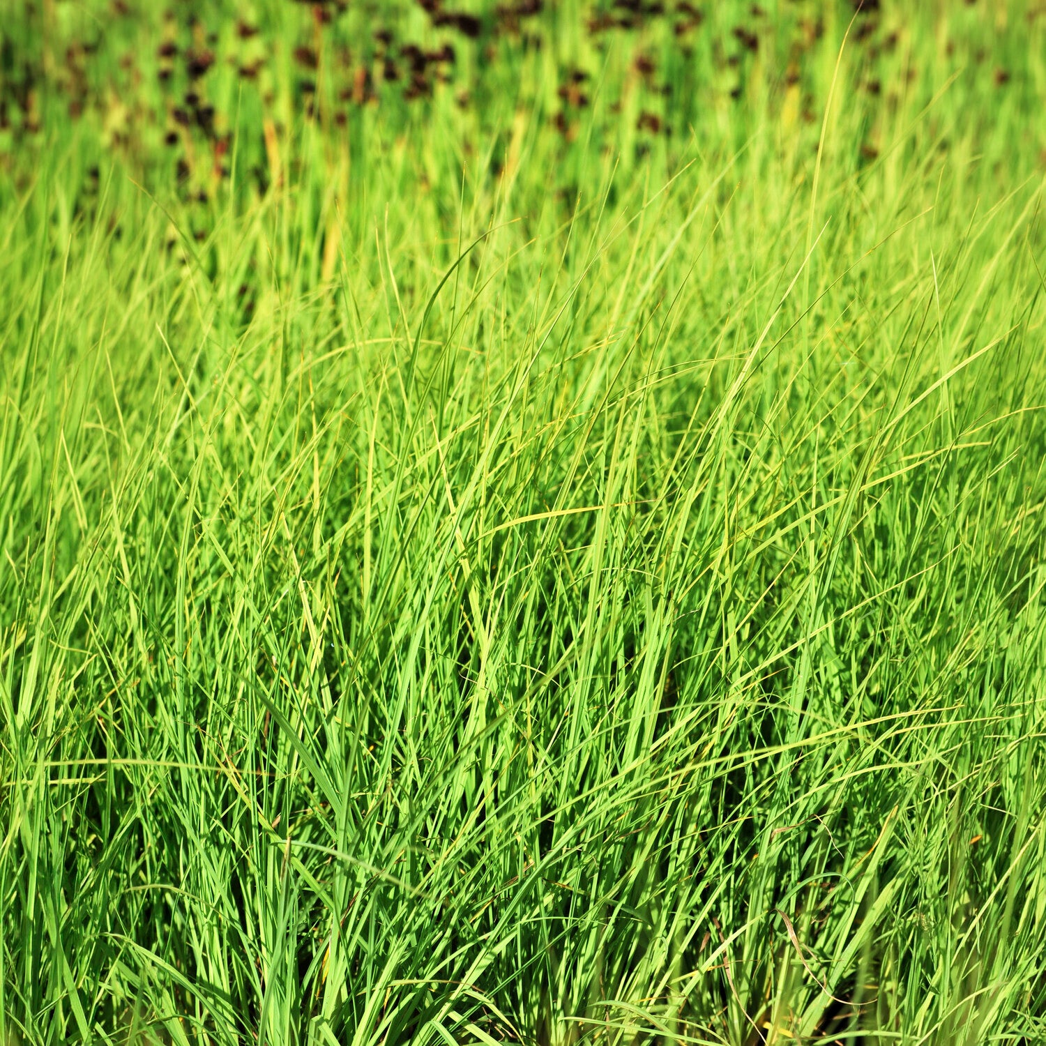 Valse Paniekzegge - Carex - Bakker
