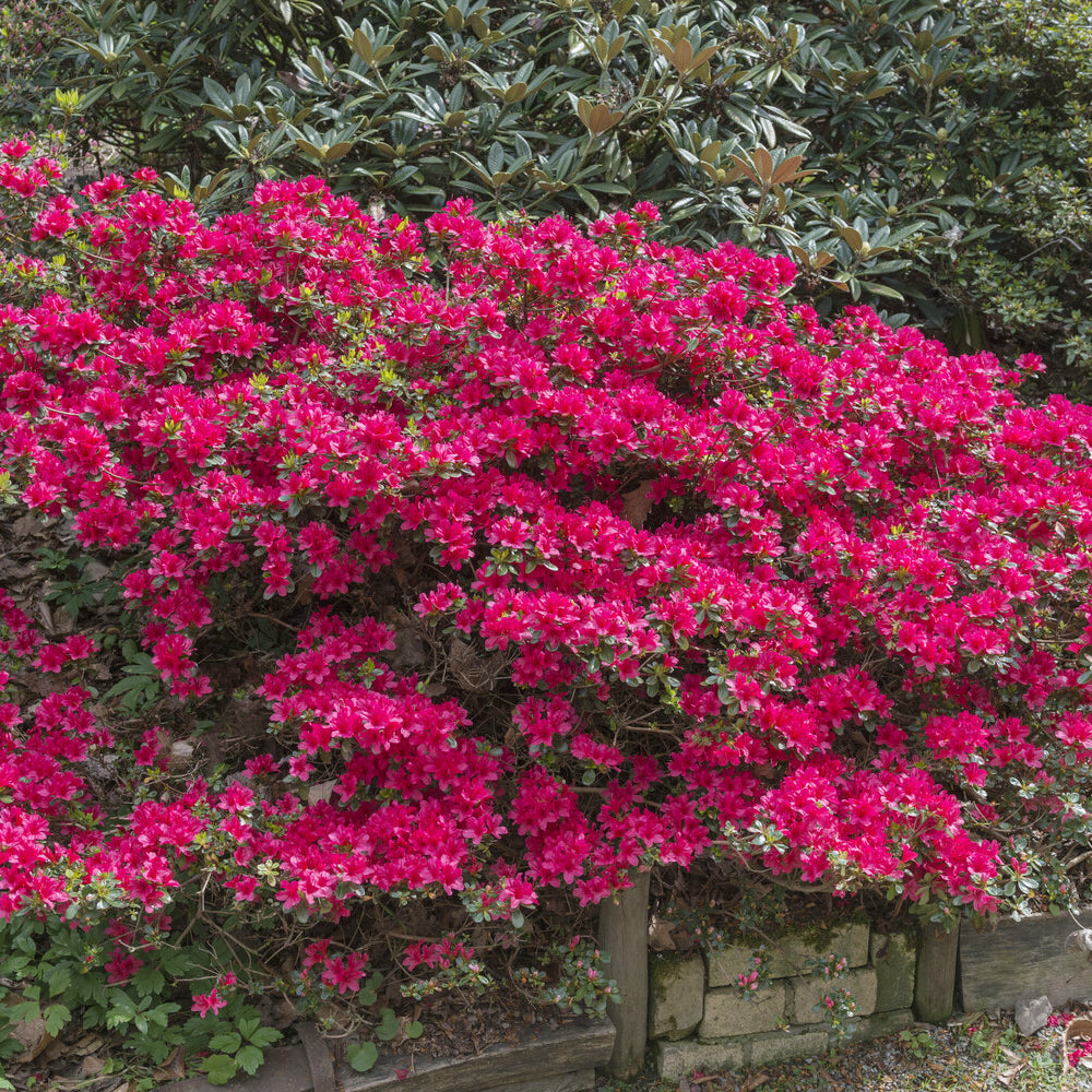 Japanse azalea Hino Crimson - Bakker