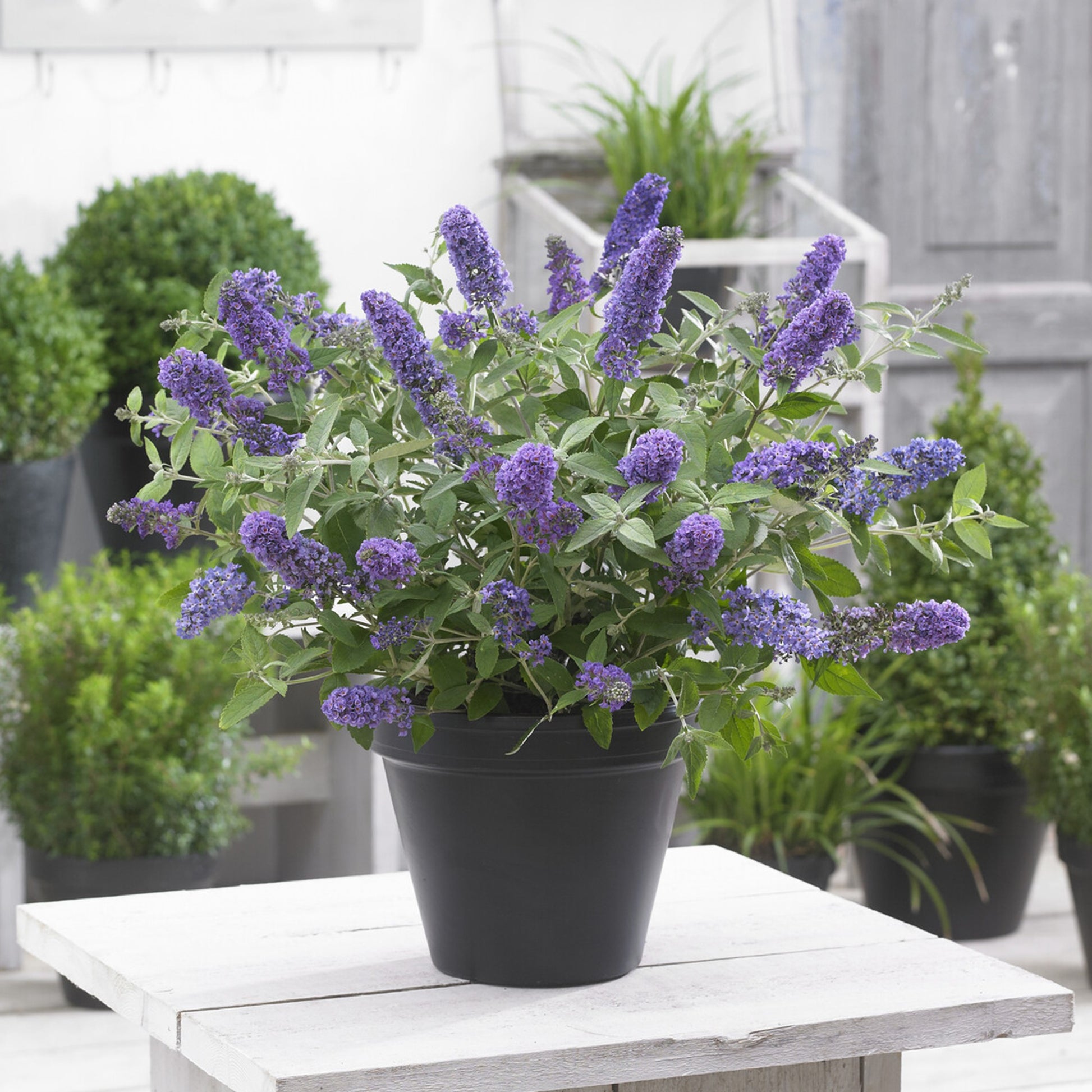 Dwergvlinderstruik Free Petite© Blue Heaven - Buddleja davidii Free Petite® Blue Heaven - Bakker