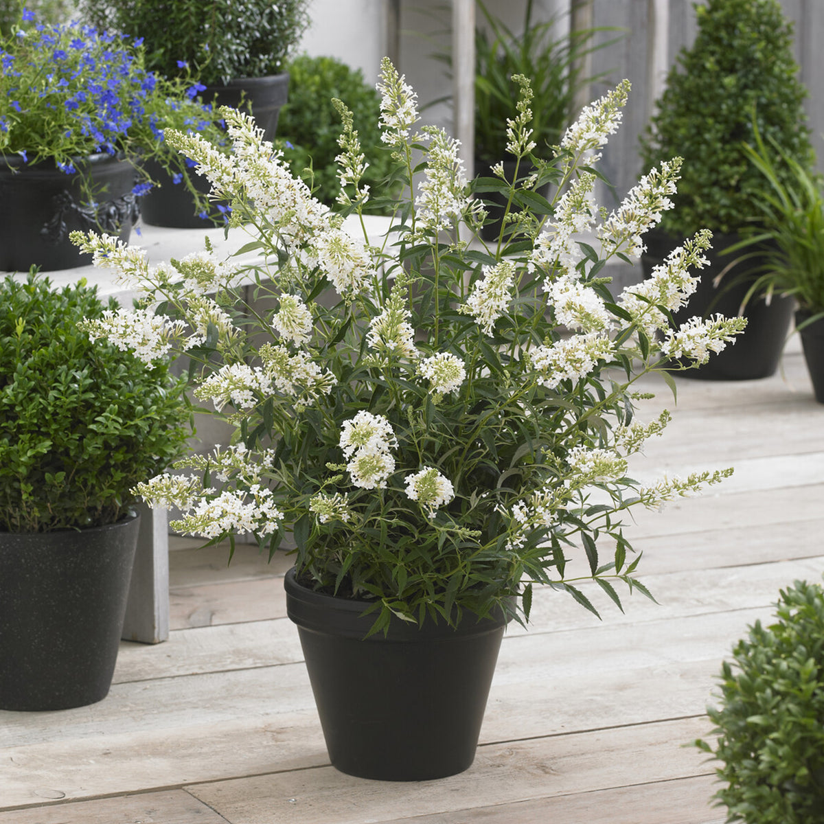 Dwergvlinderstruik Free Petite© Snow White - Buddleja davidii Free Petite® Snow White - Bakker