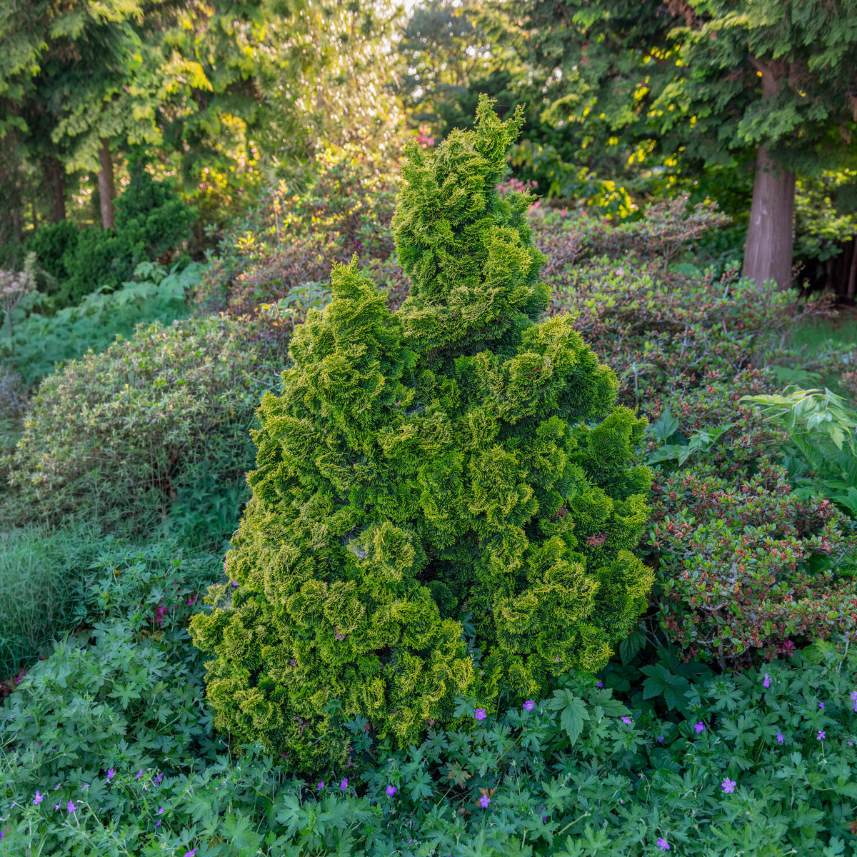 Hinoki-cipres Aurora - Chamaecyparis obtusa Aurora - Bakker