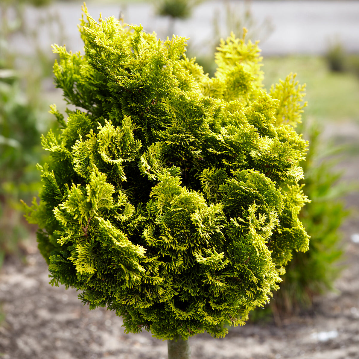 Chamaecyparis obtusa Aurora - Hinoki-cipres Aurora - Wintergroene planten
