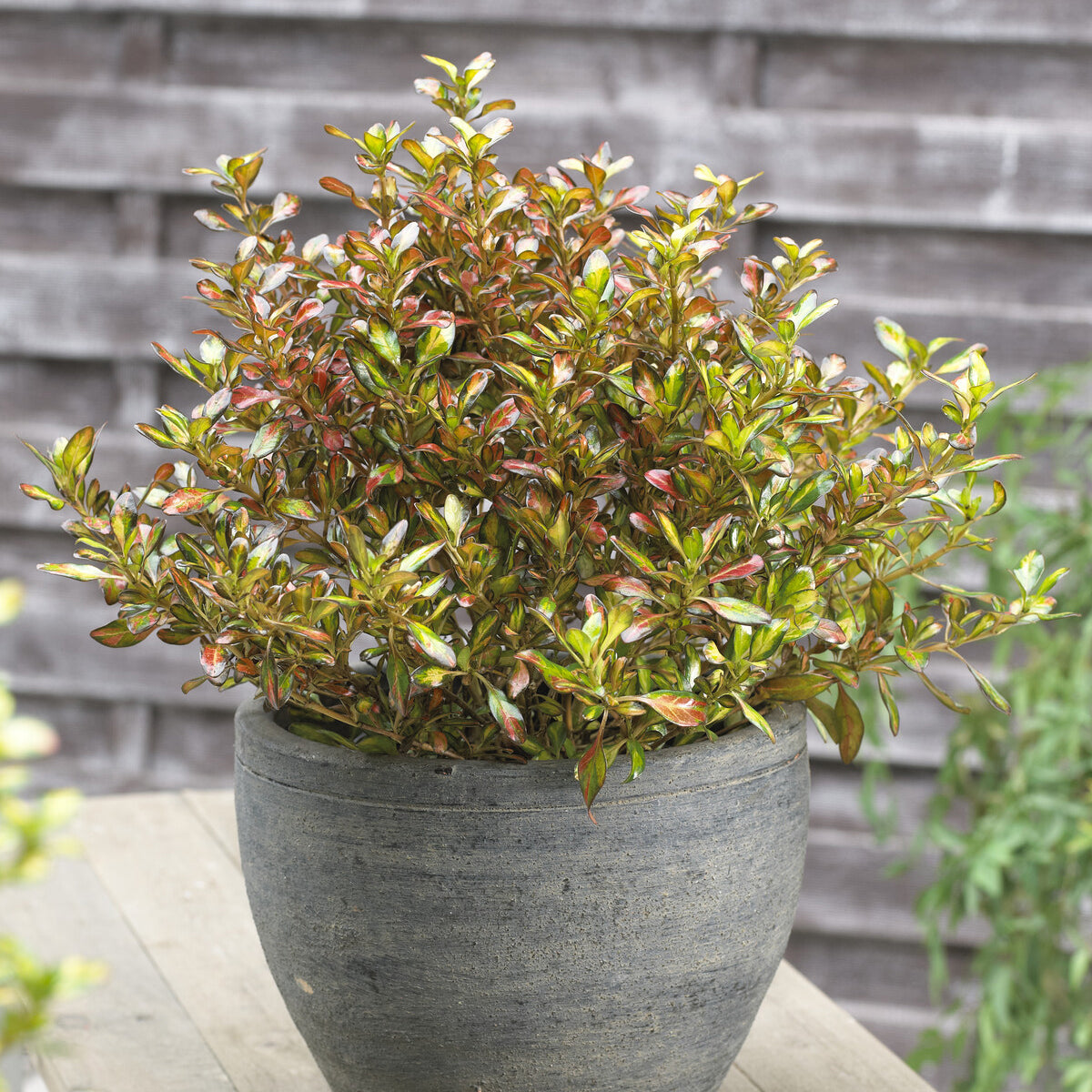 Wintergroene heesters - Coprosma - Coprosma Evening Glow