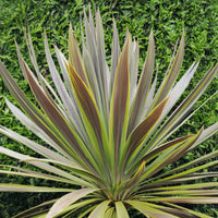 Cordyline australis Choc-Mint® - Australische cordyline Choc-Mint® - Cordyline