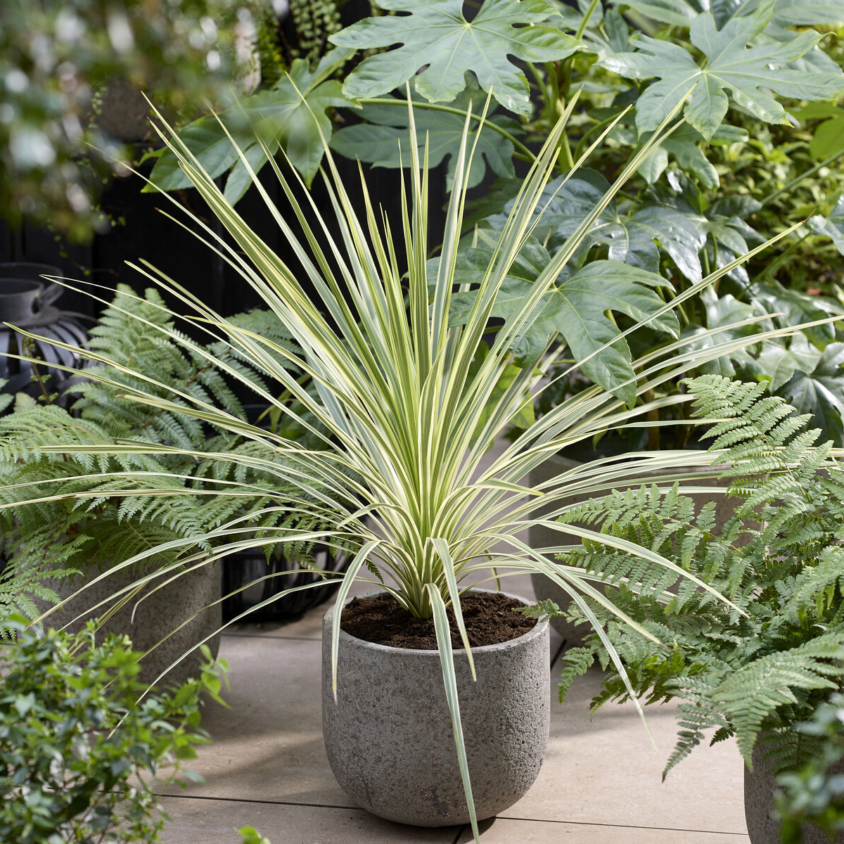 Australische cordyline Lime Passion® - Cordyline australis Lime Passion® - Bakker