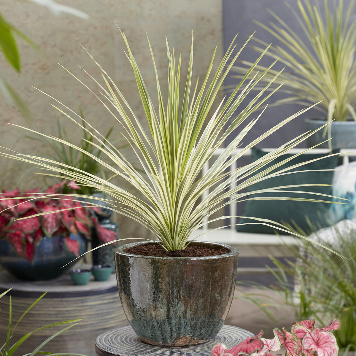 Australische cordyline Lime Passion® - Bakker