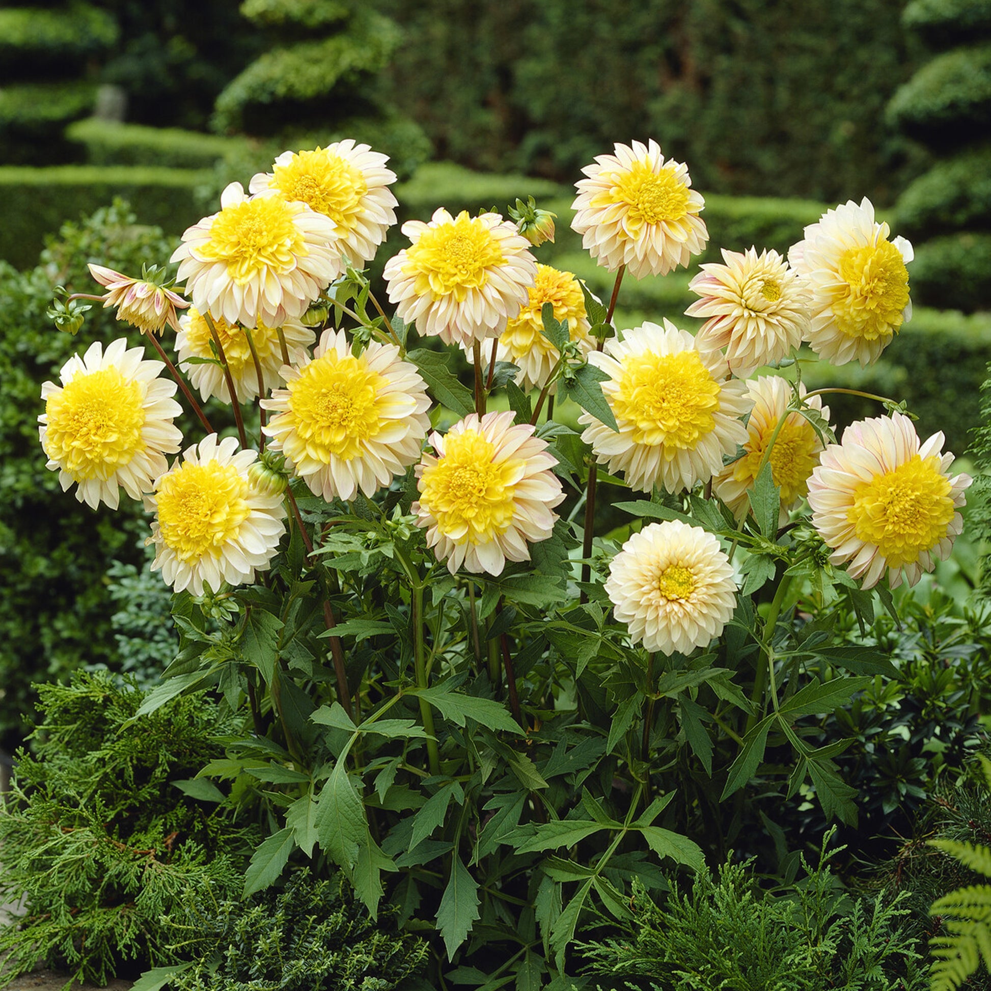 Anemoon dahlia Polka - Bakker