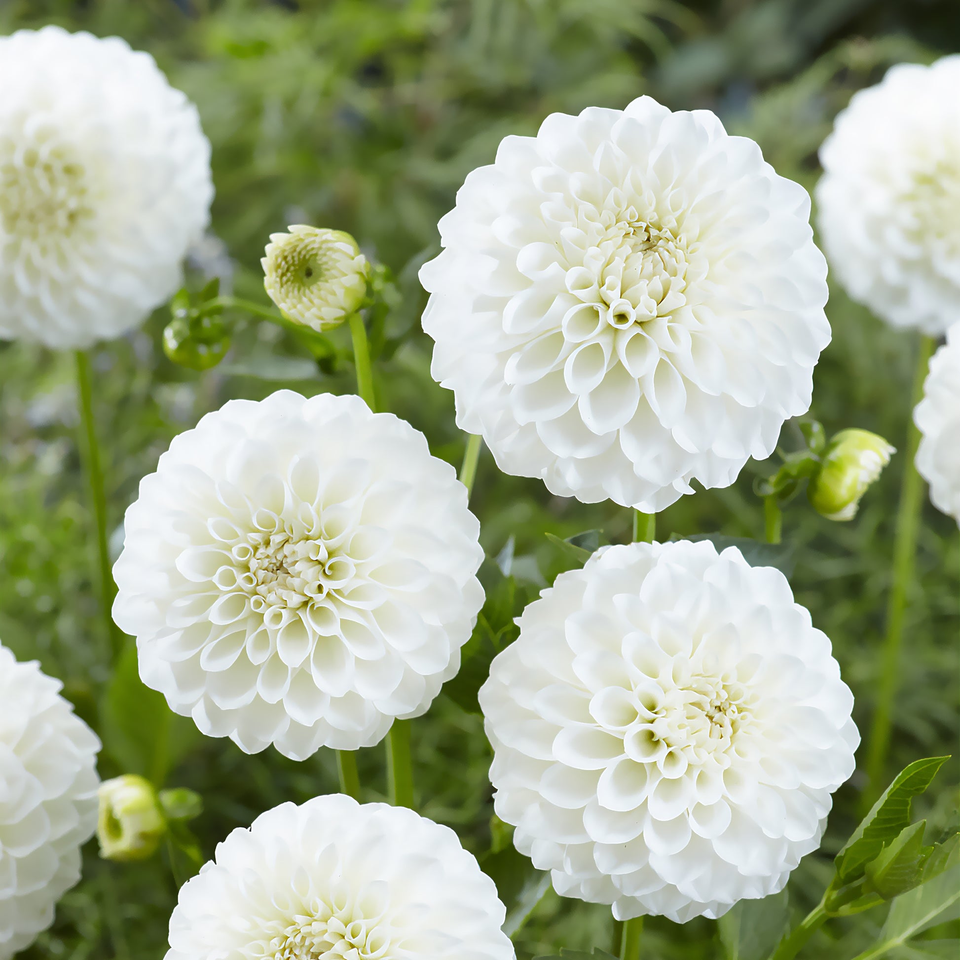 Dahlia's 'Boom Boom White' (x3) - Bakker