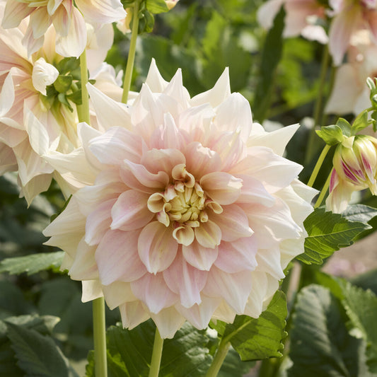 Decoratieve dahlia Break Out - Bakker