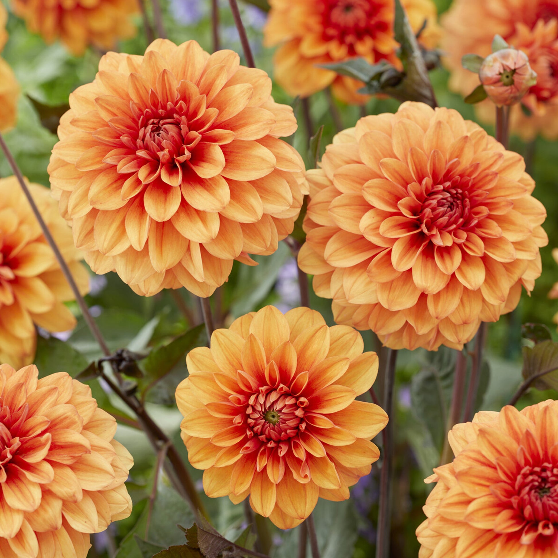 Decoratieve dahlia David Howard - Dahlia David Howard - Bakker