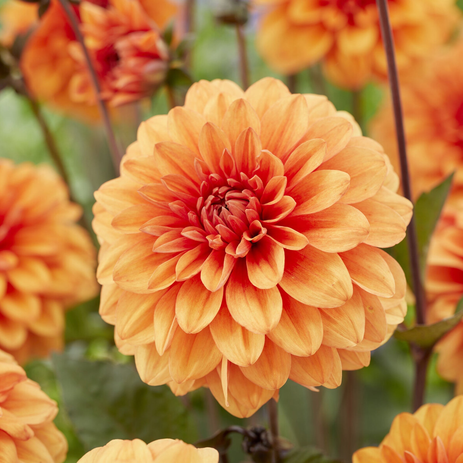 Decoratieve dahlia David Howard - Bakker