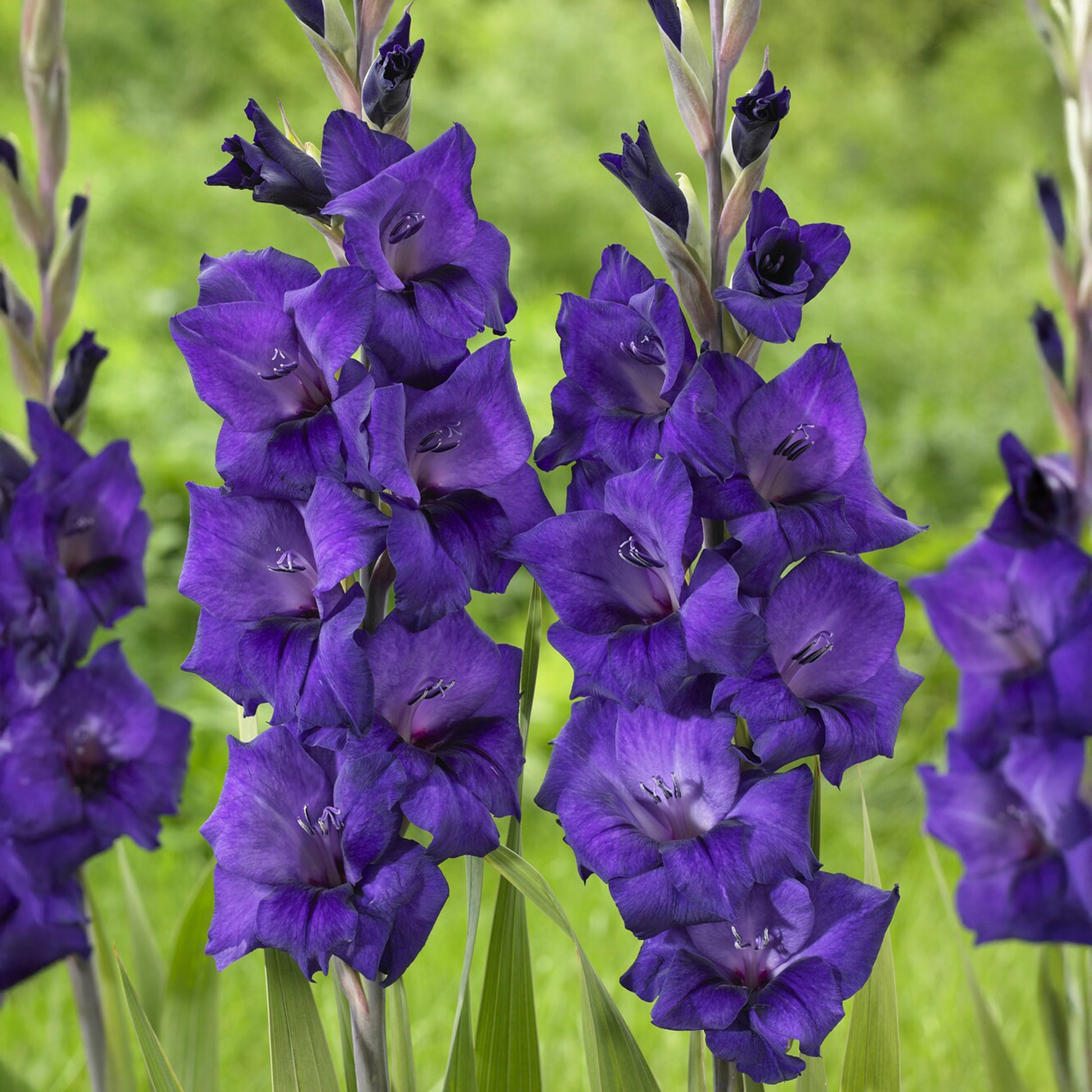 Gladiolus Purple Flora - Gladiolen Flora - Gladiolen