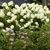 Pluimhortensia - Pluimhortensia Limelight® - Hydrangea paniculata Limelight ®